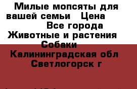 Милые мопсяты для вашей семьи › Цена ­ 20 000 - Все города Животные и растения » Собаки   . Калининградская обл.,Светлогорск г.
